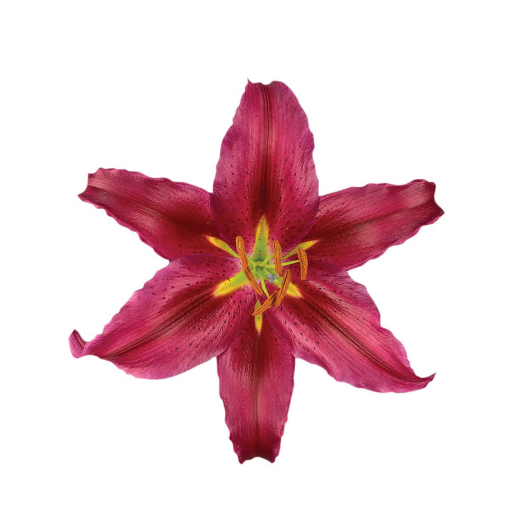 OR Lilies Bacardi • Asiri Blooms
