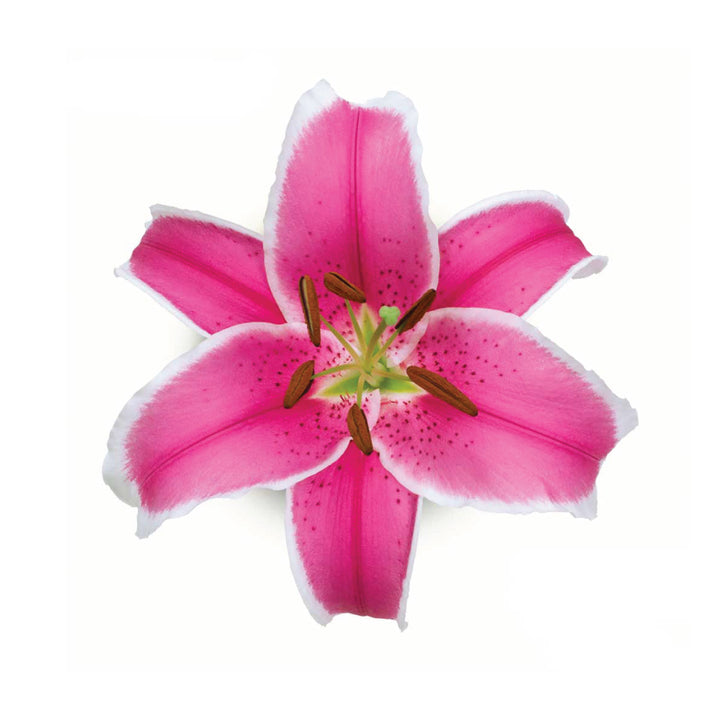 OR Lilies Charming • Asiri Blooms