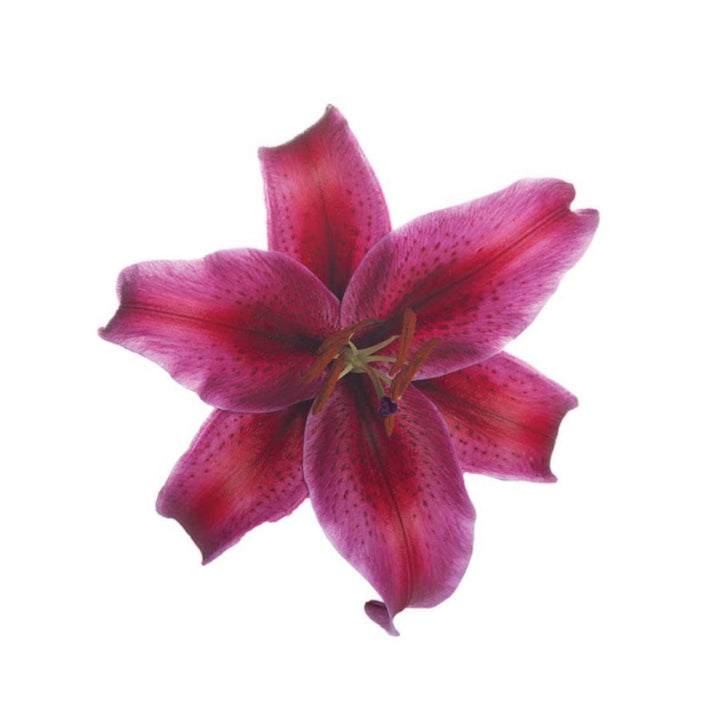 OR Lilies Corvara • Asiri Blooms