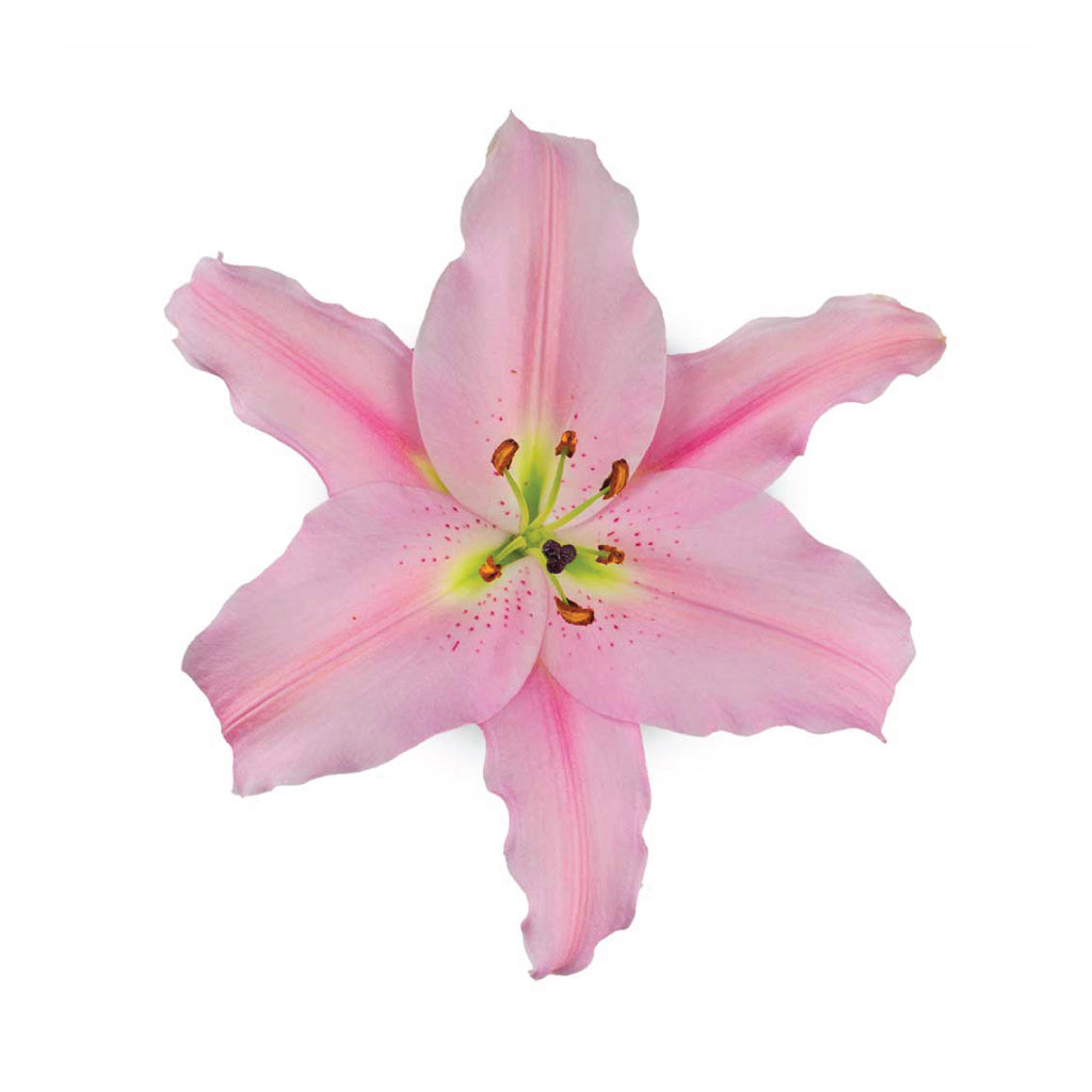 OR Lilies Emani • Asiri Blooms