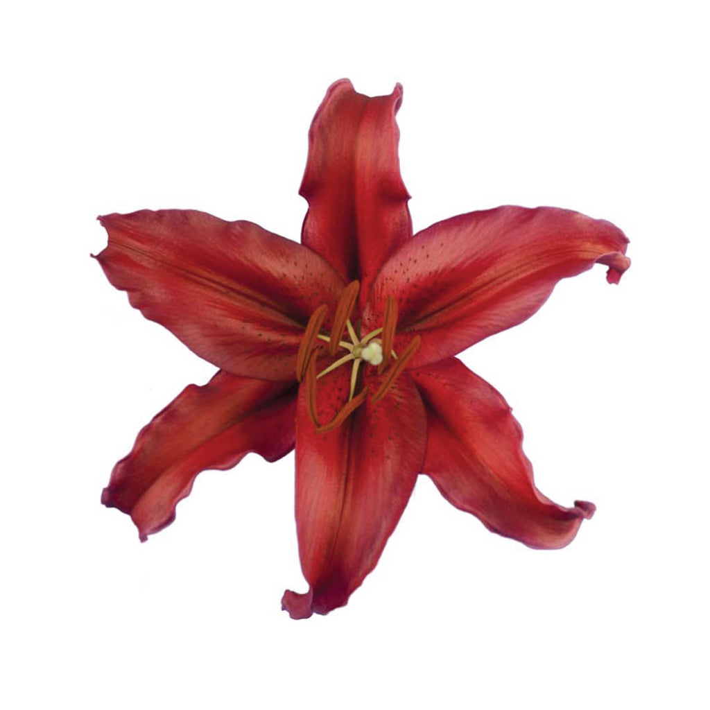 OR Lilies Mambo • Asiri Blooms