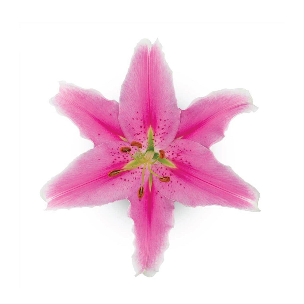 OR Lilies Sorbonne • Asiri Blooms
