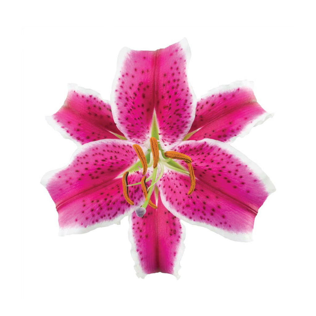 OR Lilies Starfighter • Asiri Blooms