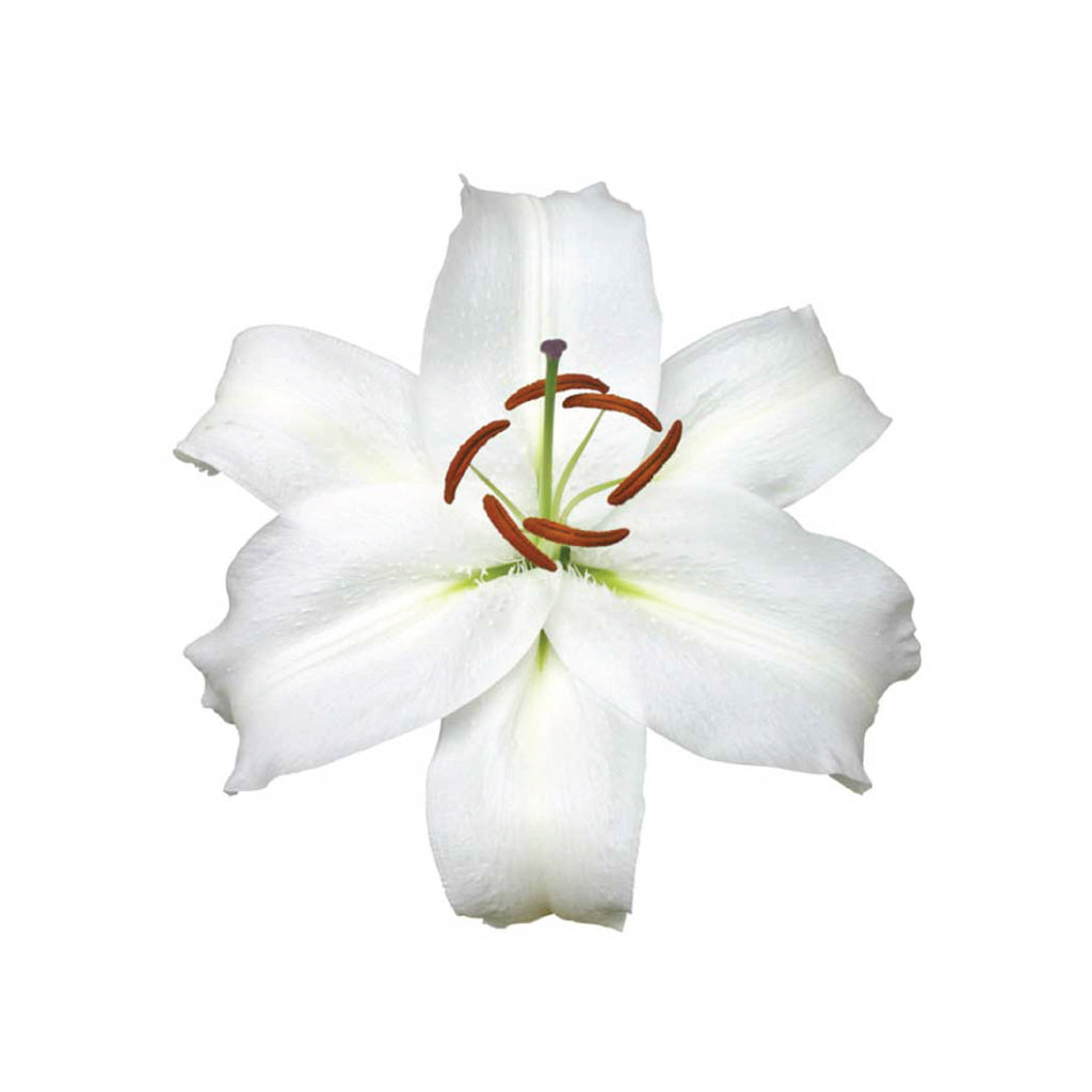 OR Lilies White Cup • Asiri Blooms