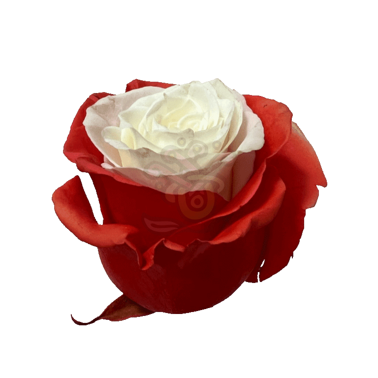 Orange Candy Tinted Roses 2