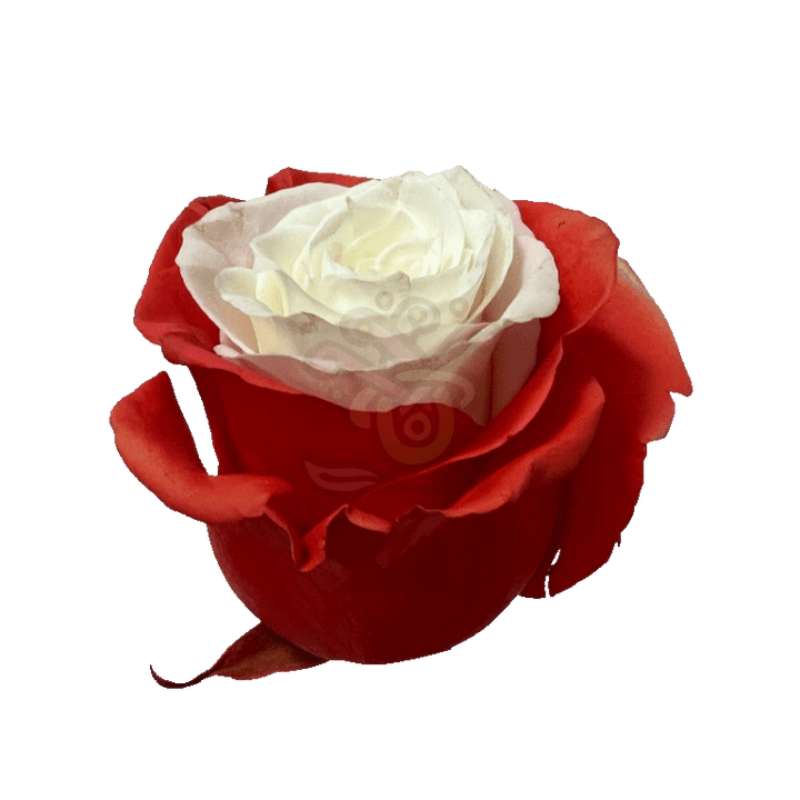 Orange Candy Tinted Roses 2