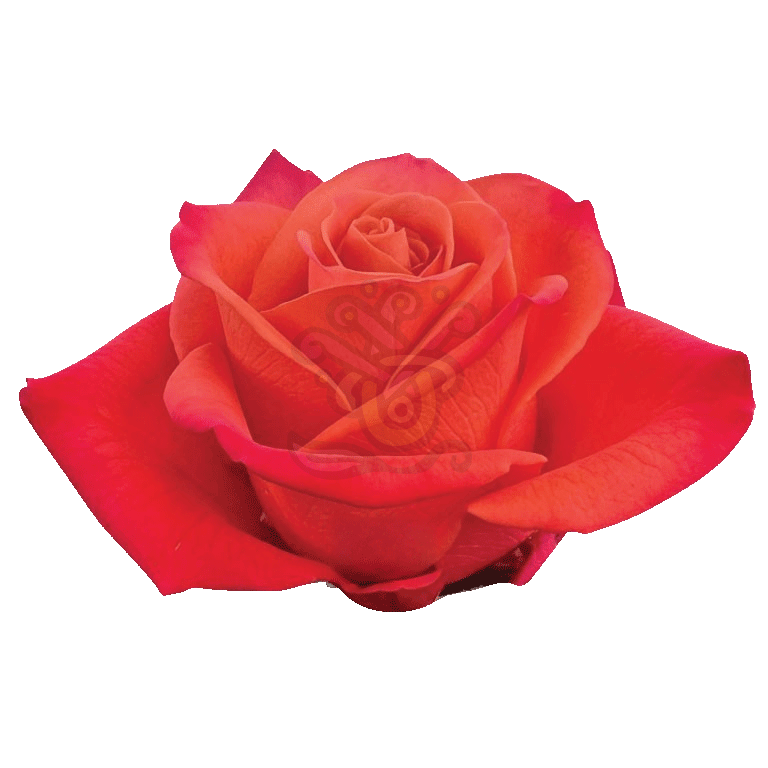 Orange Crush Roses Orange 2