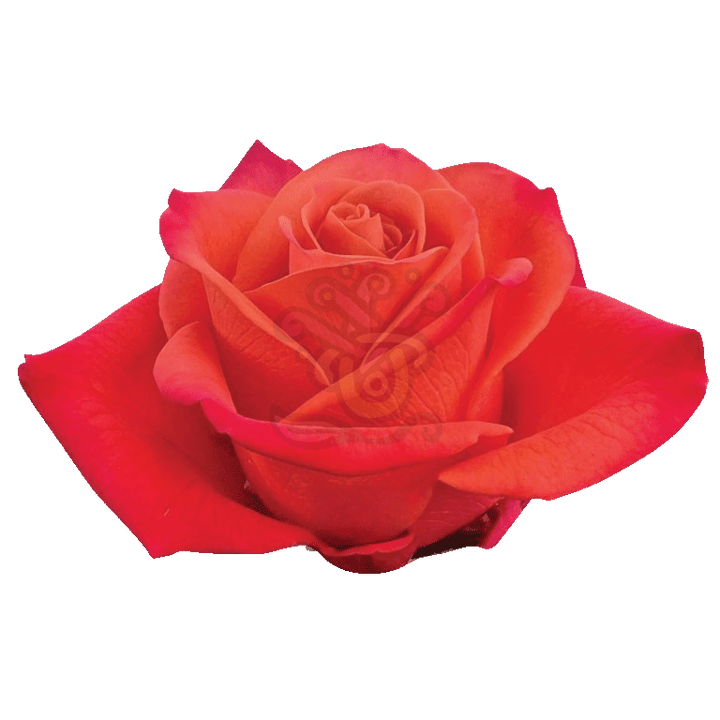 Orange Crush Roses Orange 2