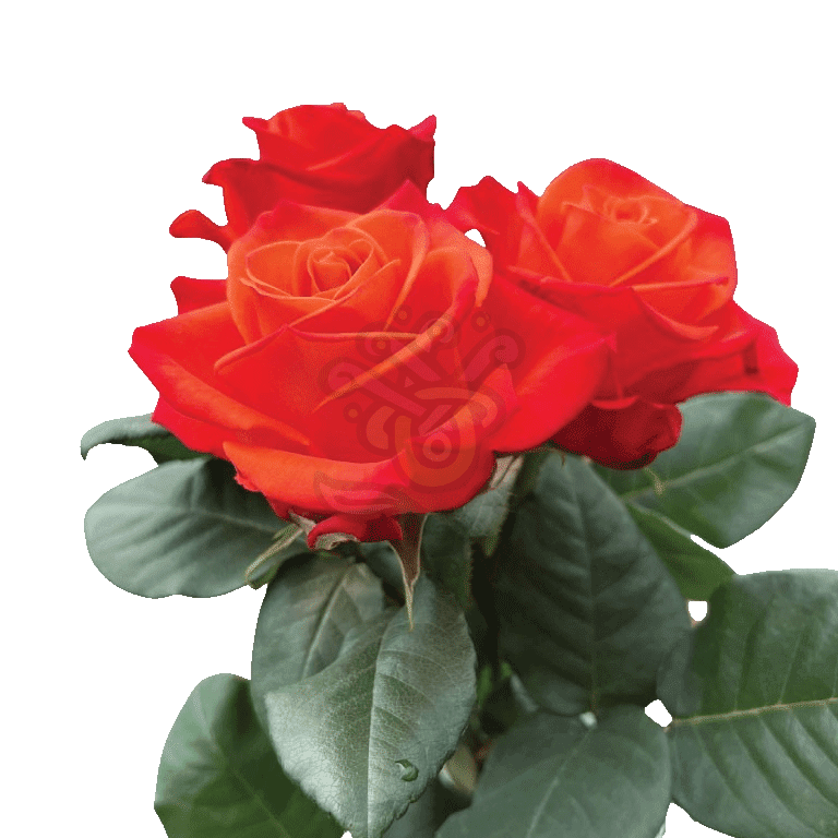 Orange Crush Roses Orange 3