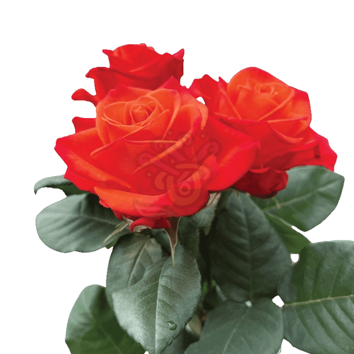 Orange Crush Roses Orange 3