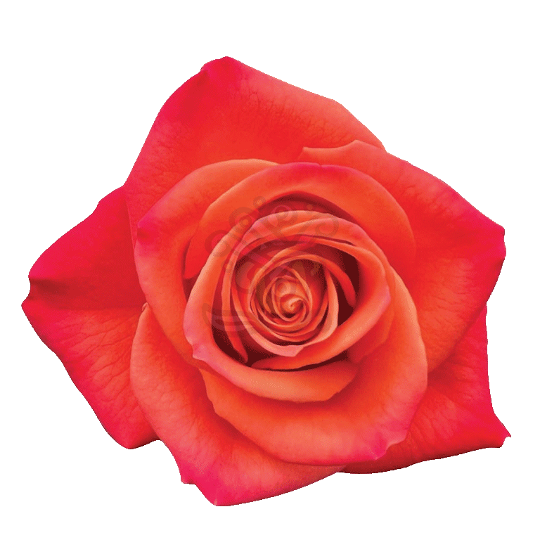 Orange Crush Roses Orange