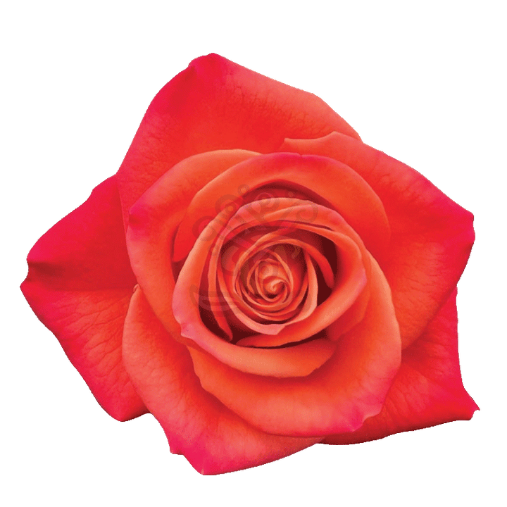 Orange Crush Roses Orange