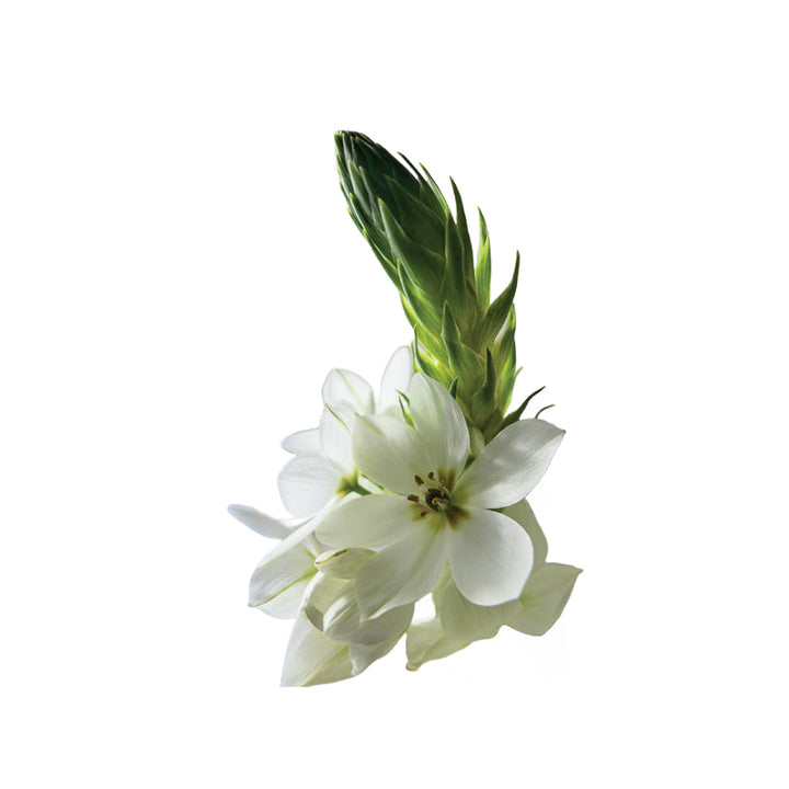 Ornithogalum white