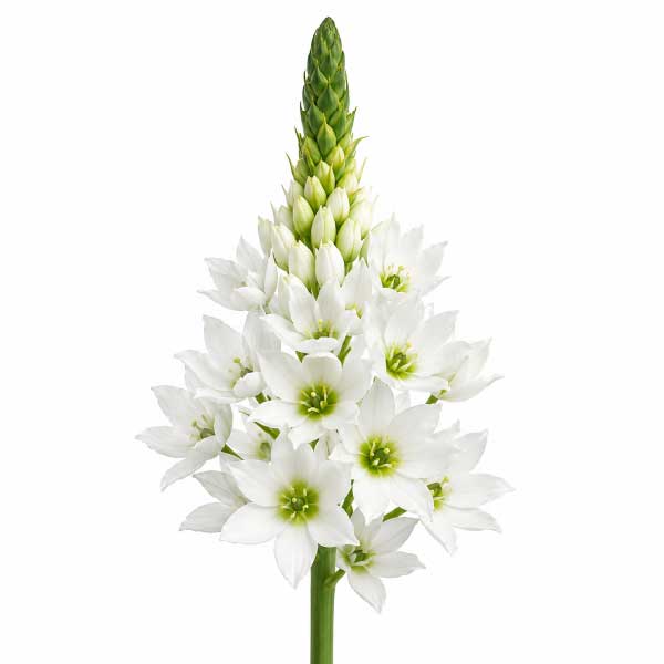Ornithogalum White