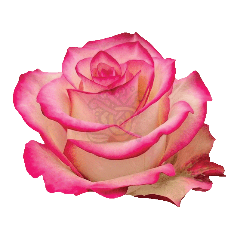 Paloma Roses Bicolored 2