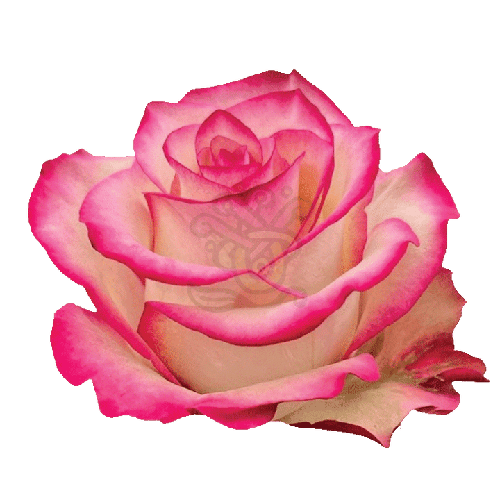 Paloma Roses Bicolored 2