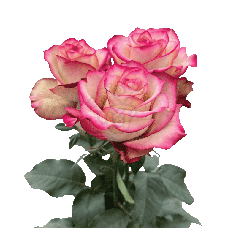 Paloma Roses Bicolored 3
