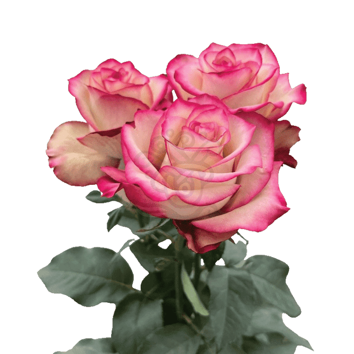 Paloma Roses Bicolored 3