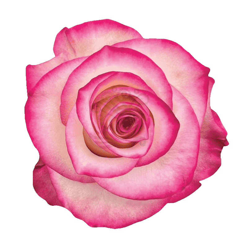 Paloma Roses Bicolored