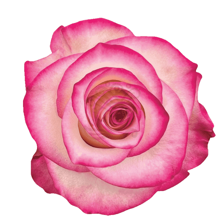 Paloma Roses Bicolored