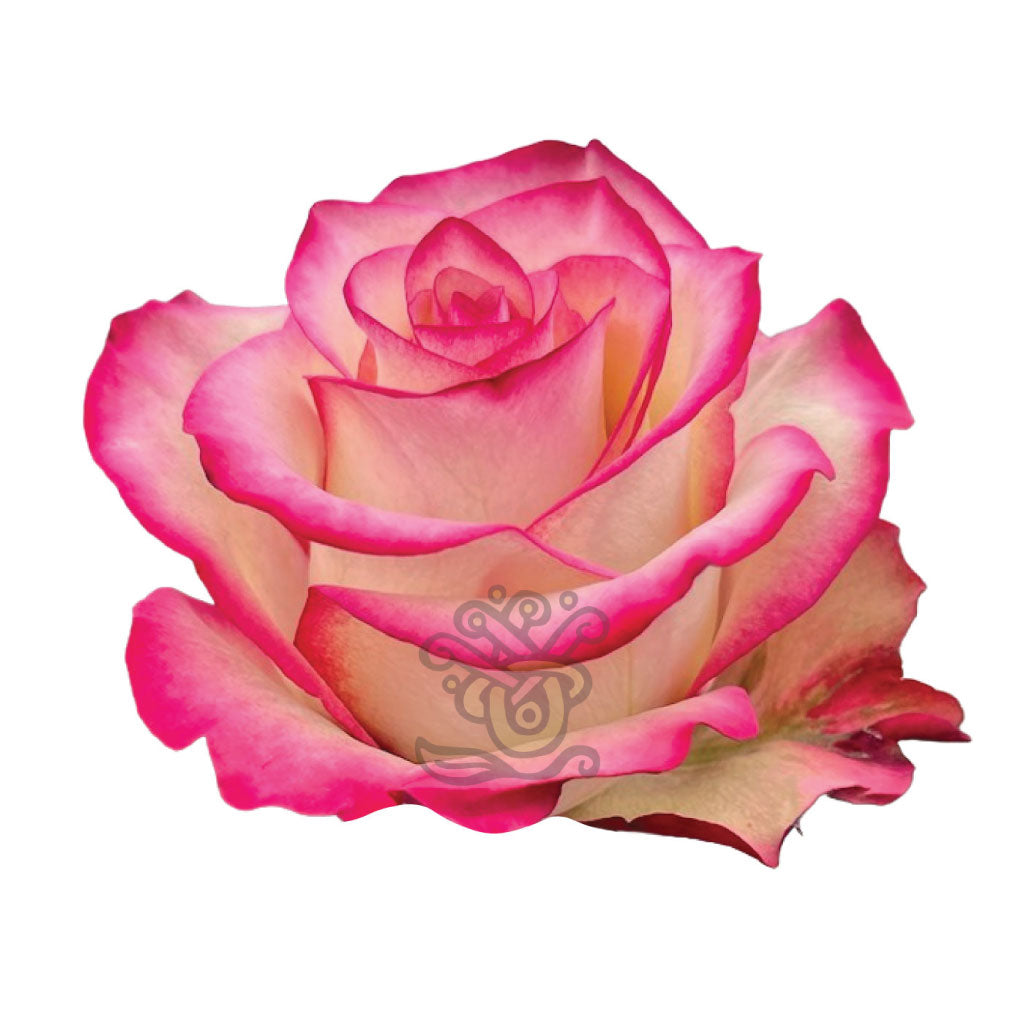 Paloma Roses • Asiri Blooms