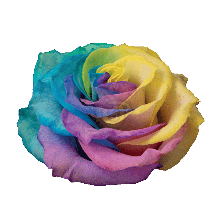 Pastel Rainbow Tinted Roses 2