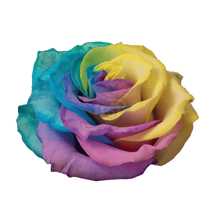 Pastel Rainbow Tinted Roses 2