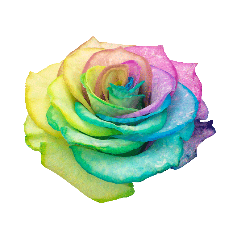 Pastel Rainbow Tinted Roses 3