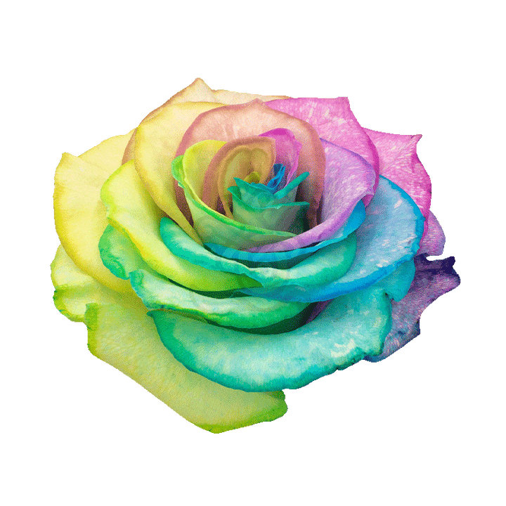 Pastel Rainbow Tinted Roses 3