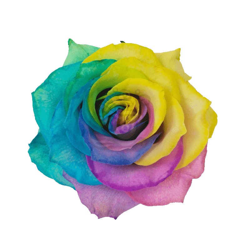 Pastel Rainbow Tinted Roses