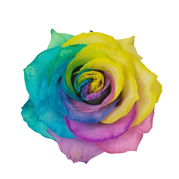 Pastel Rainbow Tinted Roses