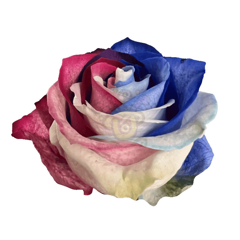 Patriot Tinted Roses 2