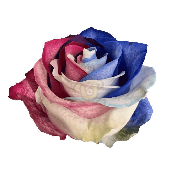 Patriot Tinted Roses 2