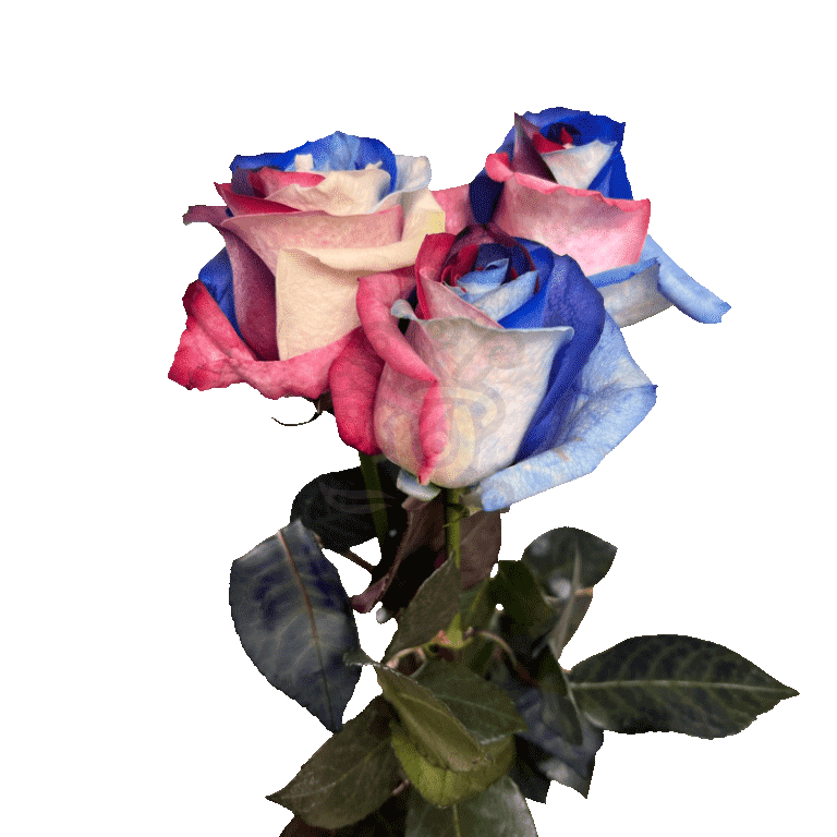 Patriot Tinted Roses 3