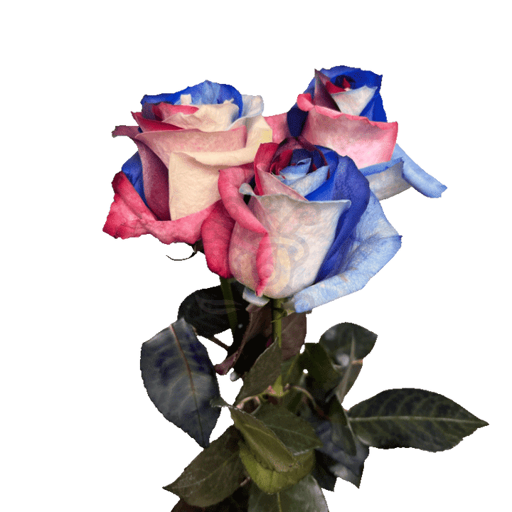 Patriot Tinted Roses 3