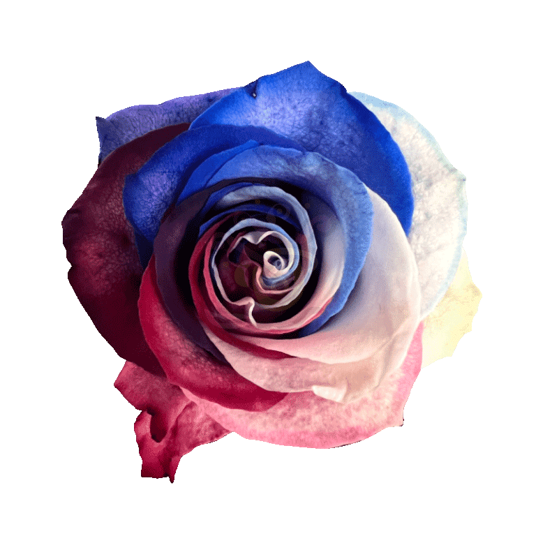 Patriot Tinted Roses