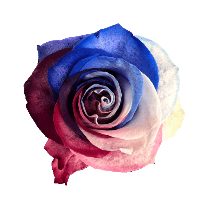 Patriot Tinted Roses