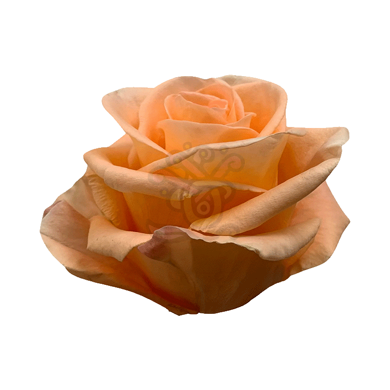 Peach Wave Roses Peach 2