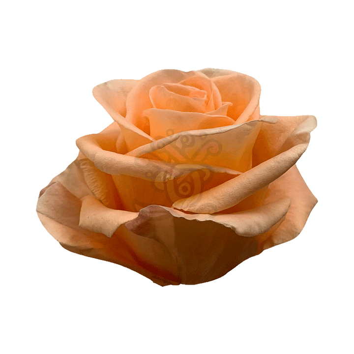 Peach Wave Roses Peach 2
