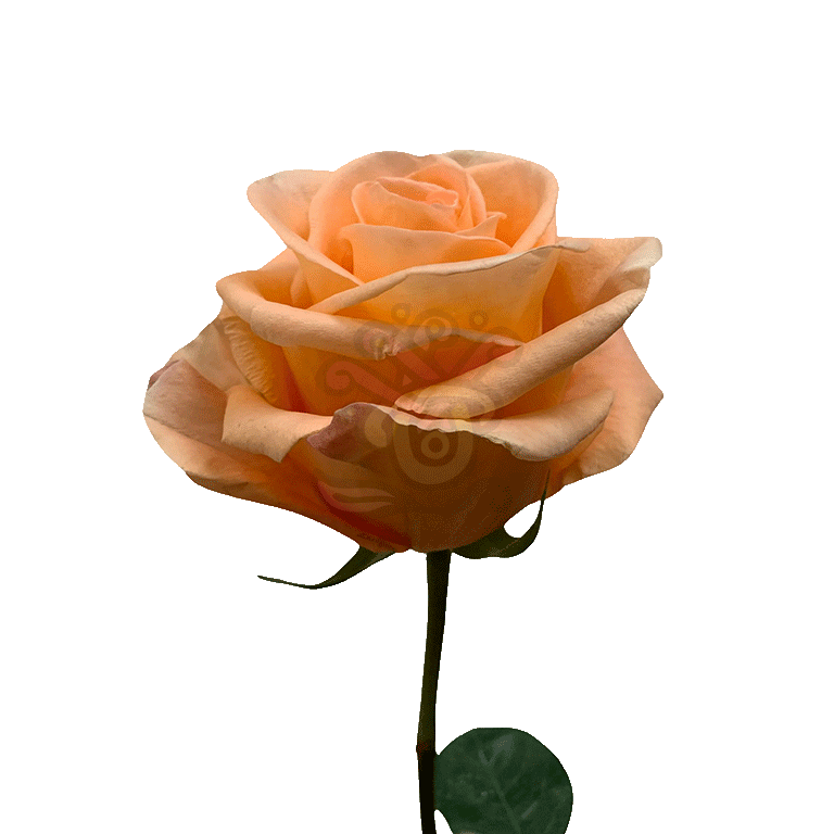 Peach Wave Roses Peach 3
