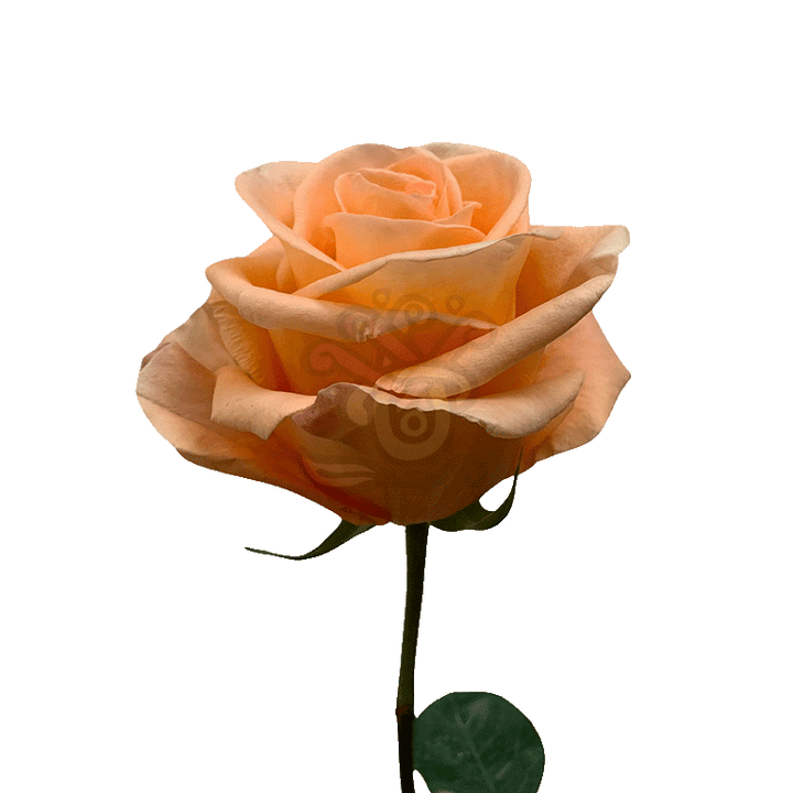 Peach Wave Roses Peach 3