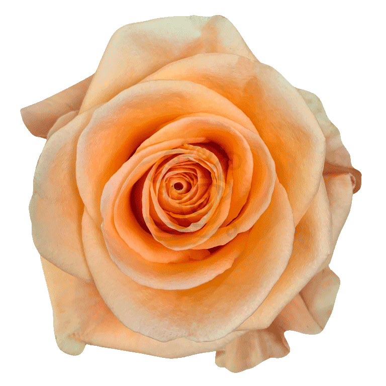 Peach Wave Roses Peach