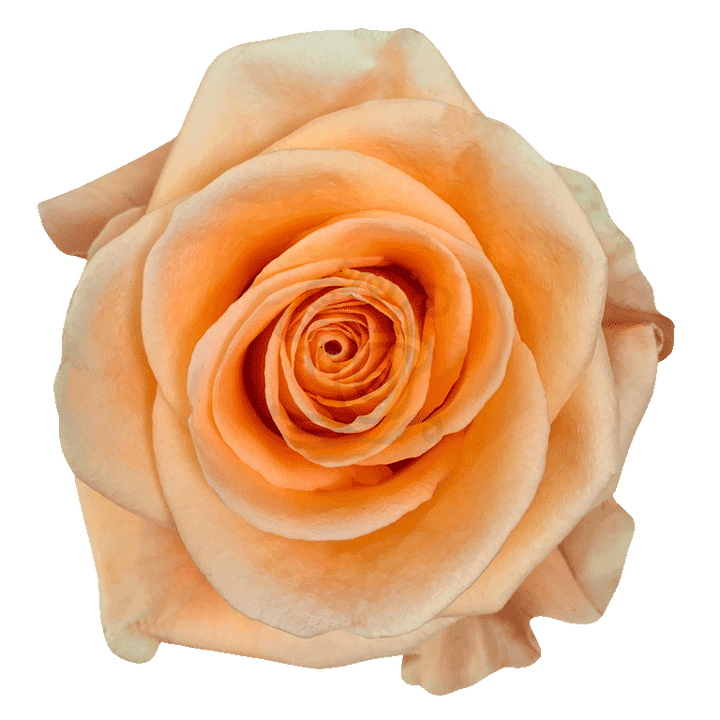Peach Wave Roses Peach