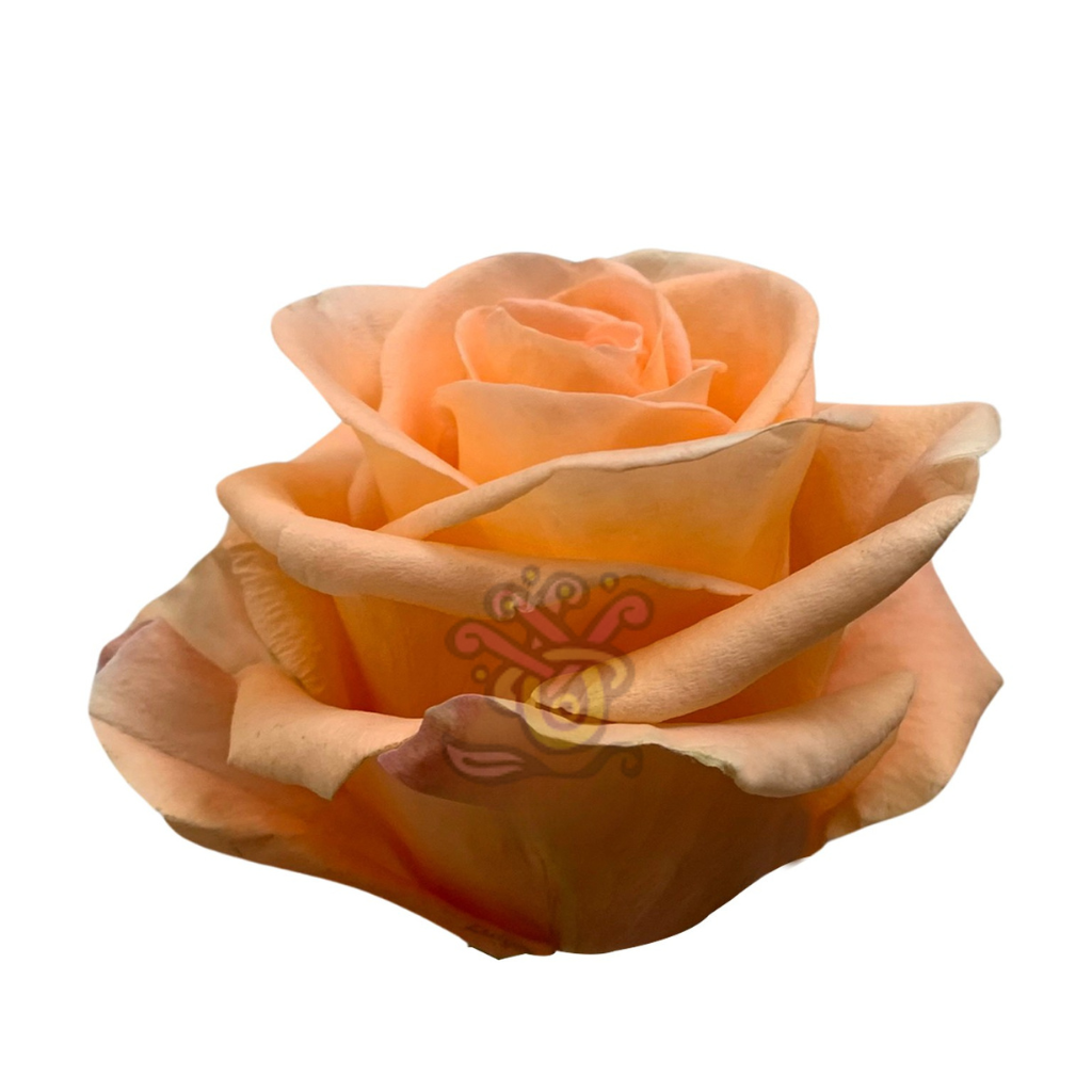 Peach Wave Roses