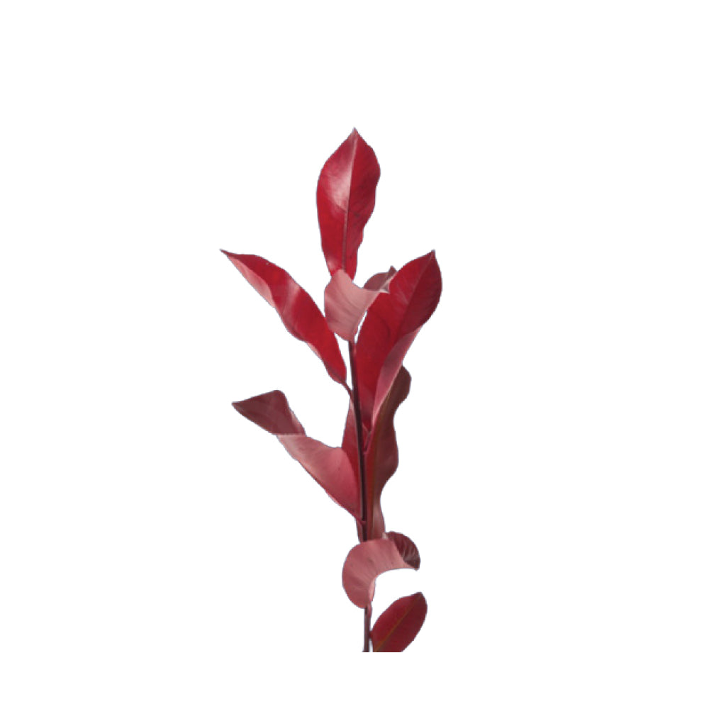 Photinia Red • Asiri Blooms