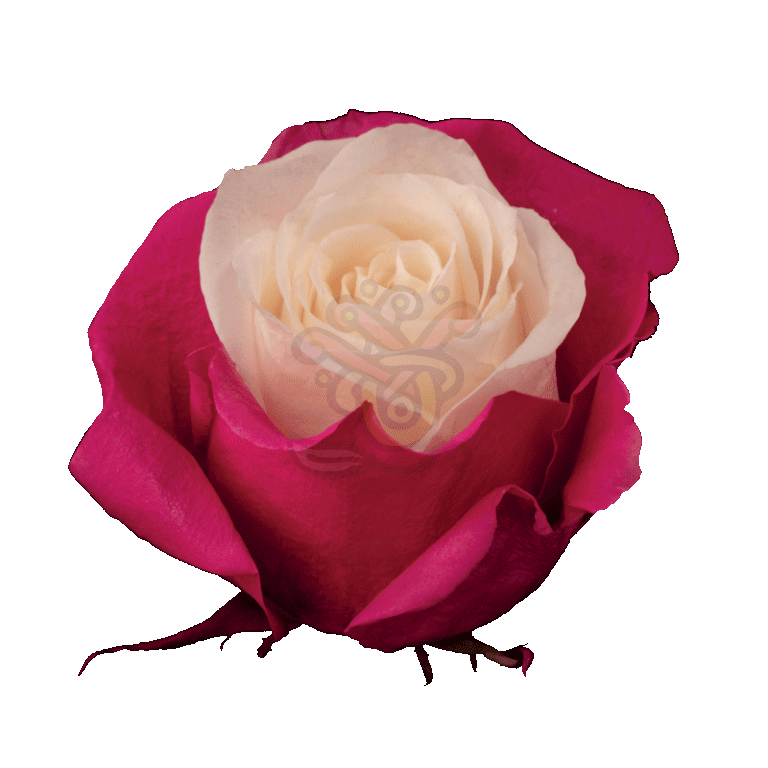 Pink Candy Tinted Roses 2