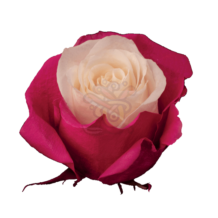 Pink Candy Tinted Roses 2