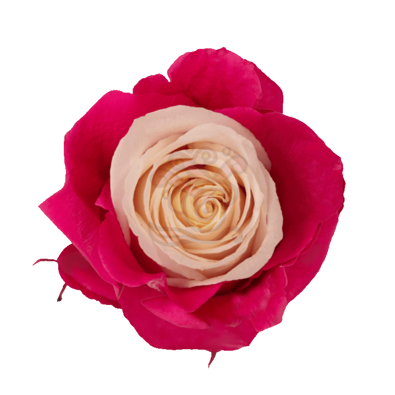 Pink Candy Tinted Roses