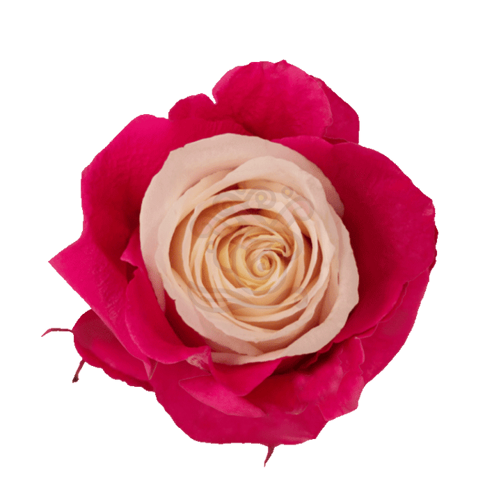 Pink Candy Tinted Roses