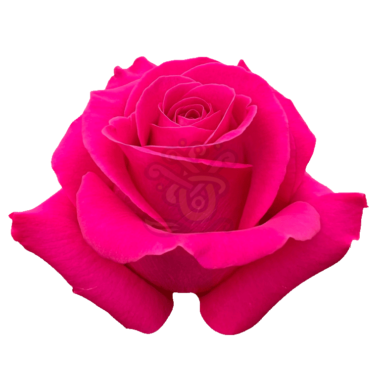 Pink Floyd Roses Hot Pink 2